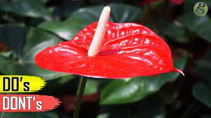Anthurium comes in a wide variety of shapes and colors. Anthurium Plant Care Tips Indoor Flowering Plant Youtube