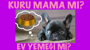 10 Veterinere Sorduk Ev Yemegi Mi Kuru Mama Mi Youtube