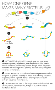 A Secret Flexibility Found In Life S Blueprints Quanta Magazine Protein Biology Human Genome Molecular Biology