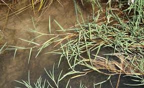 Image result for Glyceria fluitans