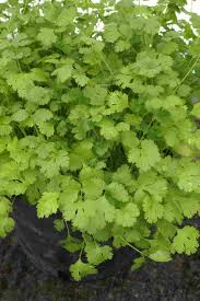 Image result for Coriandrum sativum