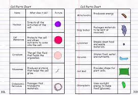 Parts of an animal cell and their functions chart. Pin On Homeschooling