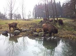 buffel wildpark langenberg buffel wild park