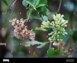 Image result for Microglossa