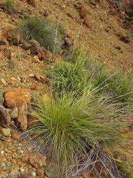 Image result for Costularia natalensis