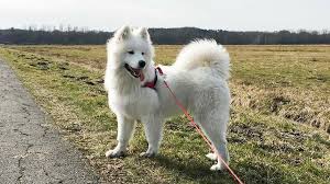 Samoyedo #chileperros #samoyedsmaile #samoyedosenchile #samoiedo #samoyeddogs #samojede #samoyedoschile #самоед. Hund Anschaffen Fragen Die Wir Uns Gestellt Haben Bevor Sami Zu Uns Kam Unalife