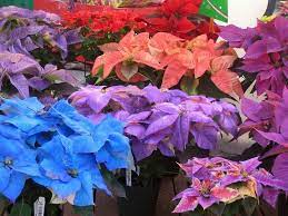 Sweet Painted Poinsettias Poinsettia Plant Poinsettia Garden Whimsy