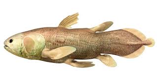 Image result for Coelachne