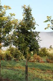 Image result for Quercus macrocarpa
