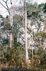 Image result for Khaya grandifoliola