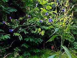 Image result for Lactuca lasiorhiza