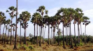 Image result for Jaffna