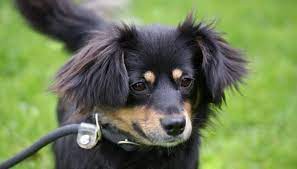 Fibi ist ein kleiner wilder mix. Tiervermittlung Bmt Tierheim Hage E V