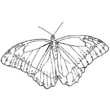 A butterfly's silhouette outlined with a flower pattern. Top 50 Free Printable Butterfly Coloring Pages Online