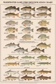 fish poster warmwater gamefish poster and identification chart