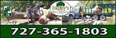 Professionally performed tree services in palm harbor, fl can improve your home's appearance, property value, and safety for years to come! Palm Harbor Fl Tree Service Happy S Tree Service Llc