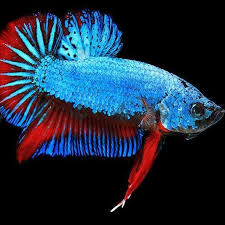 Sg Betta Bidding And Auction Home Facebook