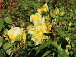 Последние твиты от garten schlüter (@gartenschlueter). Duftrose Robust Rose Stark Duftend Edelrose Duftgold In Gelb Pflanze Mit Intensivem Duft Im 5 Liter Container Von Garten Schluter Pflanzen In Top Qualitat Topfe Garten Tvojupravnik Rs
