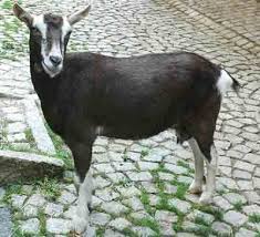 Black And White Goat Breeds Thuringian Goat Alpine Goats Goats Goat Care
