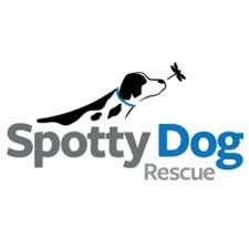 The greatest reward can come from adopting a shelter pet. Connecticut Dog And Cat Rescues Ct Dog Walking And Pet Sitting Rco Pet Care Also Serving Oxford Southbury And Watertown Areas