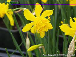 Xmedioluteus), which has two small. Detail Page Daffseek