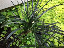 (aka mondo grass) while everyone has seen the typical green mondo grass, and dwarf mondo grass (ophiopogon japonicus 'nana'), the japanese have been selecting new color forms (e.g., black. Great Combo Black Mondo Grass And Golden Moneywort Backyard Neophyte Landscaping Blog