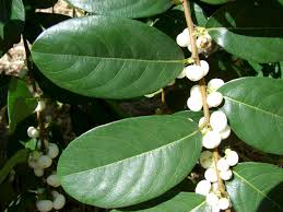 Image result for Flueggea