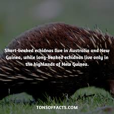 Pin On Interesting Facts About Animals