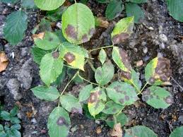 Rose rust is a disease caused by the fungi phragmidium species. 18 Common Rose Diseases Pests And Remedies Florgeous