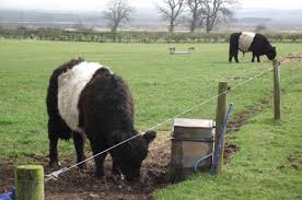 Temporary electric fences are great to use when you want to graze cattle in an area that isn't fenced off by some sort of permanent fence, like steel panels or by a board fence. Different Types Of Electric Fence Wire For Livestock Stuff4petz