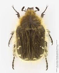 Image result for Tropinota hirta