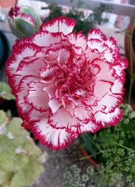 Carnation Summer 2016 Carnation Plants Carnation Flower Botanical Flowers