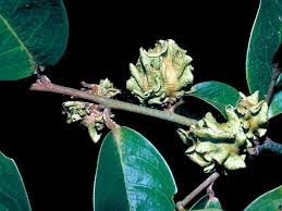 Image result for Diospyros dichrophylla