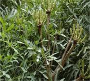 Image result for Cussonia zimmermannii