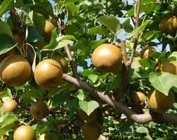 Maybe you would like to learn more about one of these? Korean Giant Pear Tree Blue Hill Wildlife Nursery Bare Root
