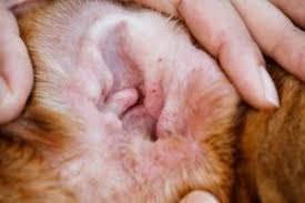 Image result for abscess dog's ear flap