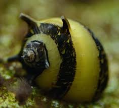 What do nerite snails eat? Horned Nerite Snail Clithon Corona