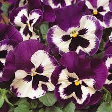Spring Matrix Purple White Pansy Pansies Winter Pansies Winter Plants
