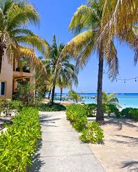 Image result for Rawsonia burtt-davyi