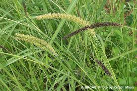 Image result for Cenchrus