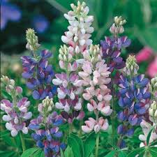 Image result for Lupinus mexicanus