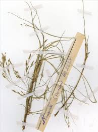 Image result for Eragrostis turgida