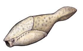 Image result for Osyridicarpos