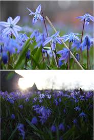 Tabernaemontana but are a slightly darker blue. Hey Lady Grey My Favourite Little Blue Spring Flowers Are Back