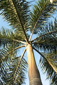 Image result for Wodyetia bifurcata