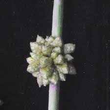 Image result for Schoenoplectiella articulata