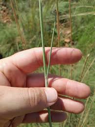 Image result for Urelytrum agropyroides