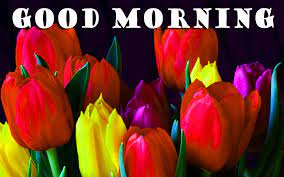 Beautiful good morning flowers images hd. Good Morning Flowers Photo Wallpaper Pictures Hd Good Morning Beautiful Images Of Hd Flowers 2880x1800 Wallpaper Teahub Io