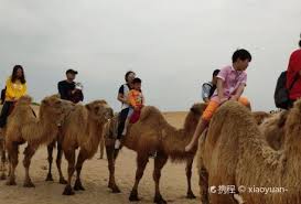Did you scroll all this way to get facts about camel 99s? Attractions In Jinpan Industrial Zone Haikou 207 Travel Recommendations Itinerary Ideas And Tips Travel With Trip Com