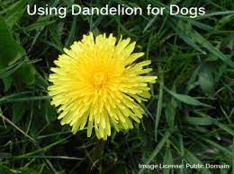 Health Benefits Of Dandelion For Dogs And How To Use Safely Dandelion Natural Pet Care Dandelion Benefits